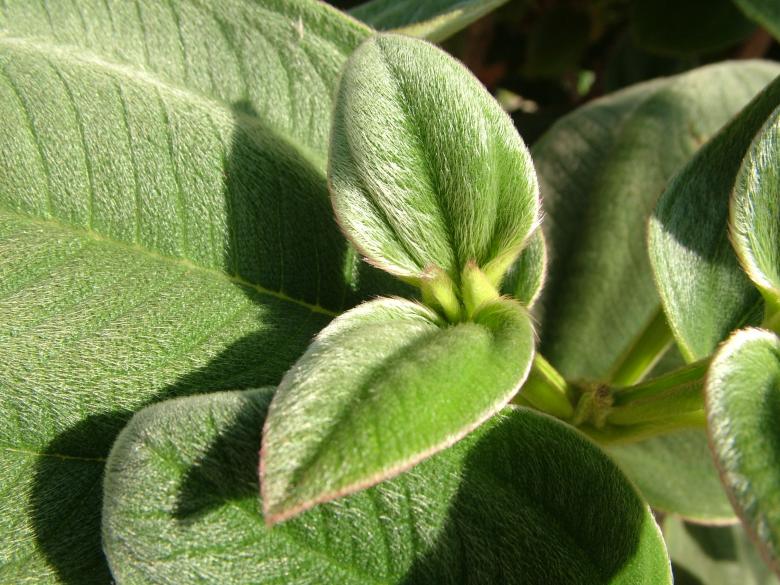 Free stock image of Fuzzy leaves created by george pogostin