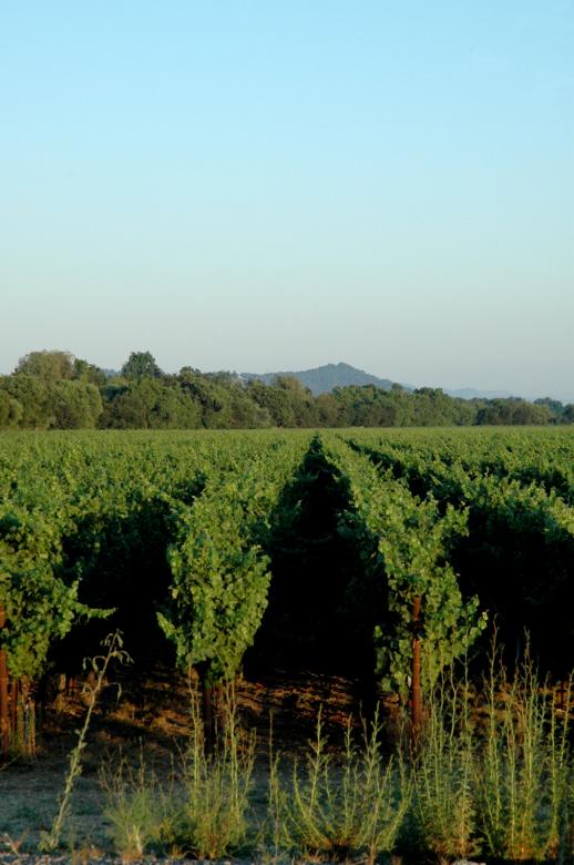 Free stock image of Napa 2 created by jon liu