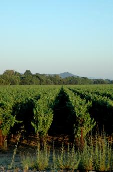 Napa 2 - Free Stock Photo