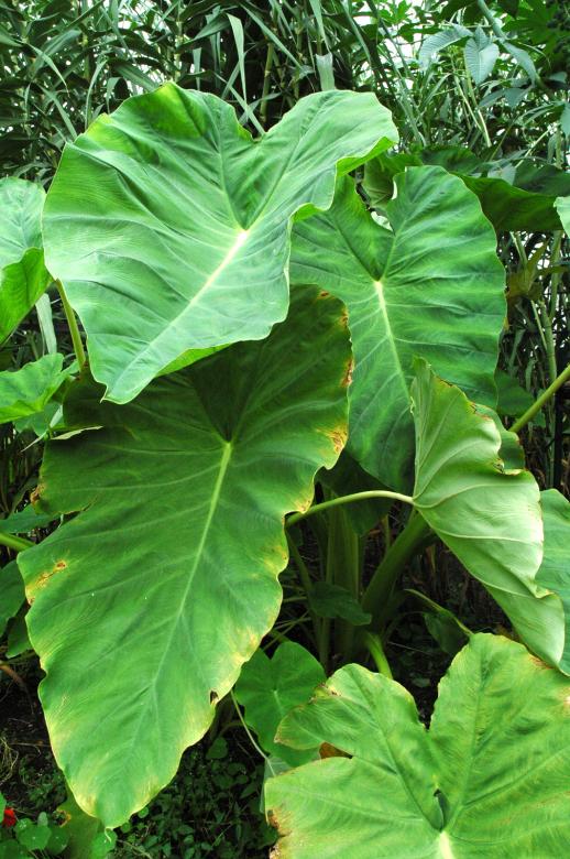 Free stock image of Leaf created by jon liu