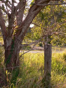 Ironwood - Free Stock Photo