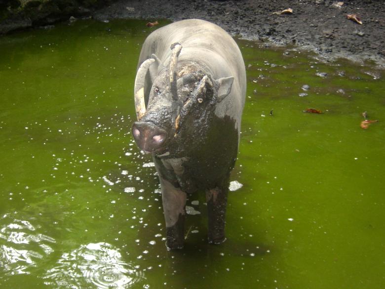 Free stock image of Babirusa Mandi created by joy elly tulung