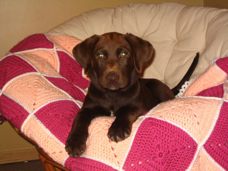 Free stock image of Chocolate Lab created by brandy carpenter