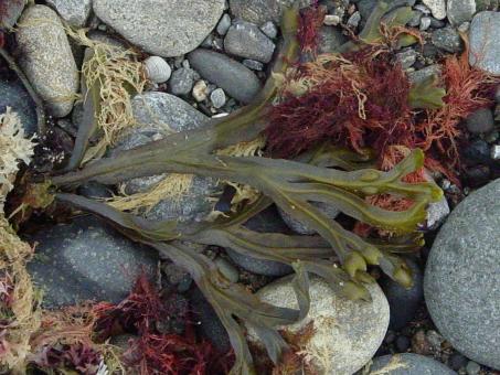 Seaweed - Free Stock Photo