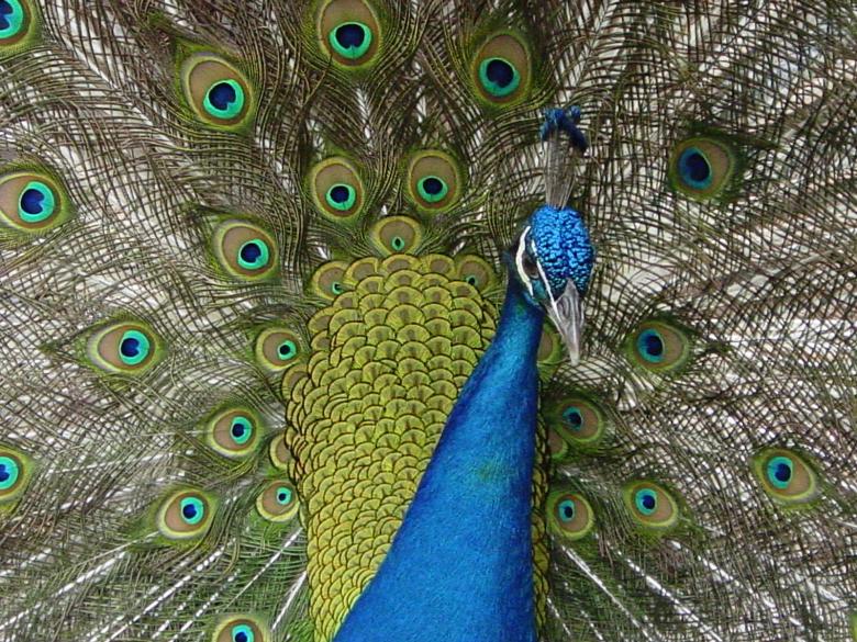 Free stock image of Peacock created by liz smith