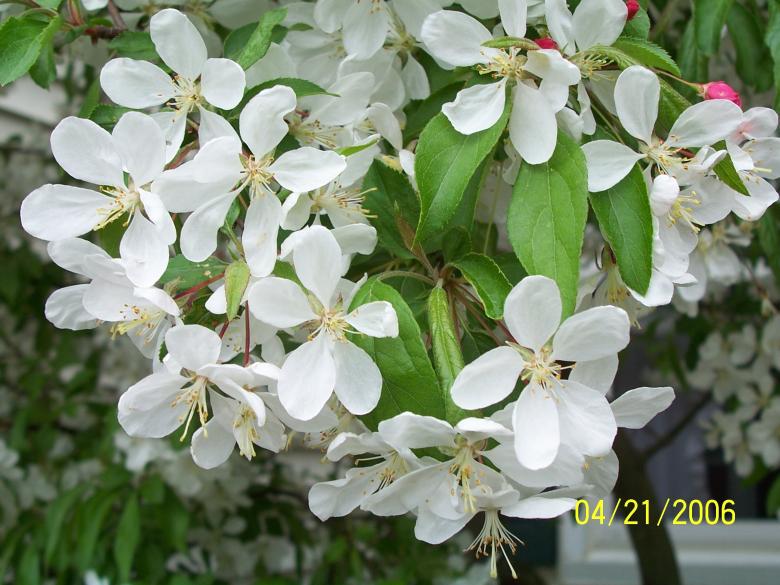 Free stock image of Flowering crab apple tree created by kim brown