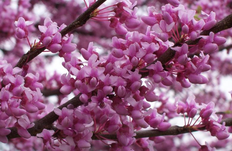 Free stock image of Red Bud Tree in full Bloom created by kim brown