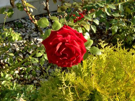 Red Rose - Free Stock Photo
