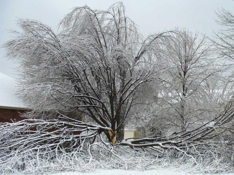 Free stock image of Broken Tree created by john samson