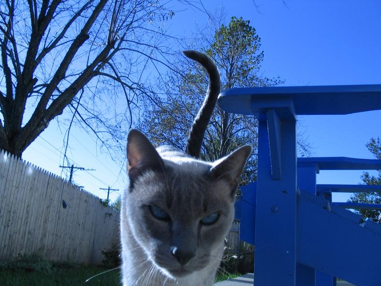 Free stock image of Blue Cat created by john holbrook