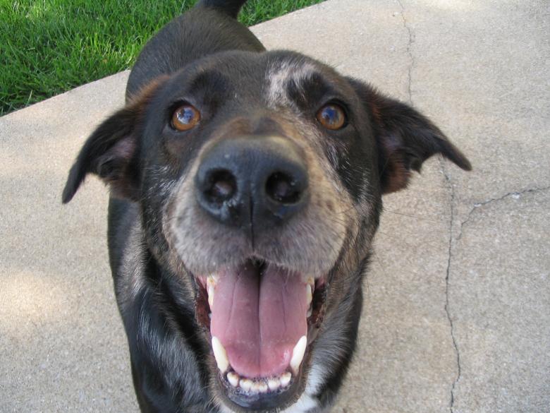 Free stock image of Happy Dog created by john holbrook