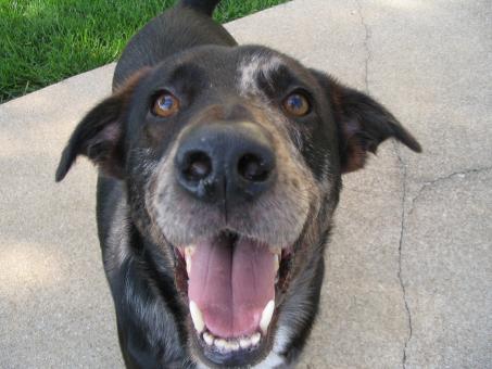 Free Stock Photo of Happy Dog