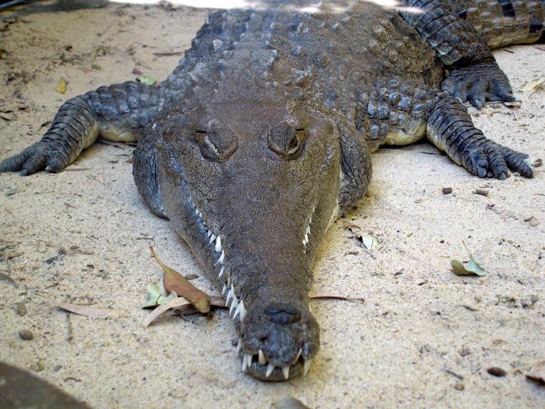 Free stock image of Crocodile created by Osama Hasan Khan