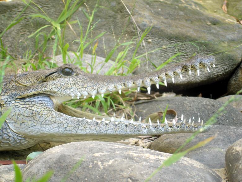 Free stock image of Crocodile created by Osama Hasan Khan