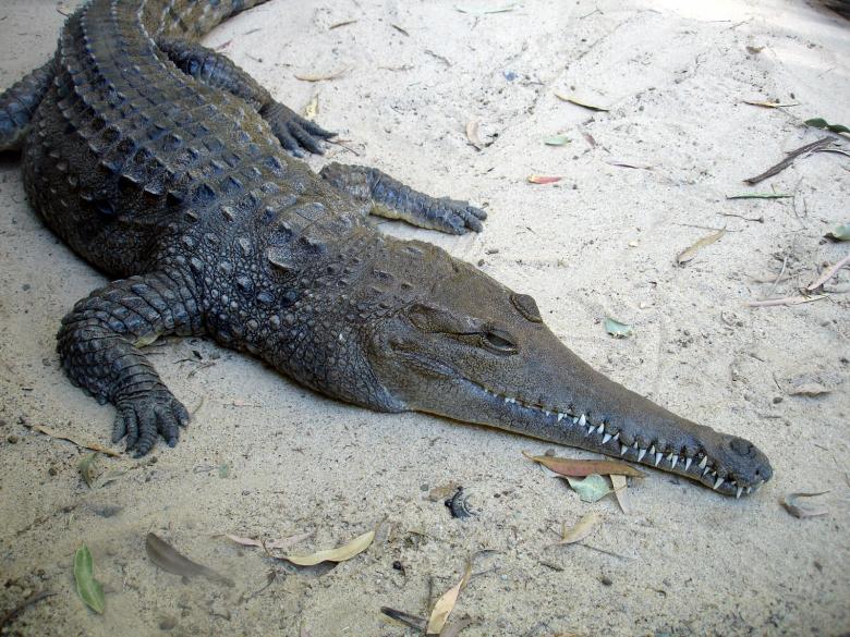 Free stock image of Crocodile created by Osama Hasan Khan