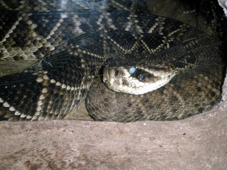 Free stock image of Snake created by Osama Hasan Khan