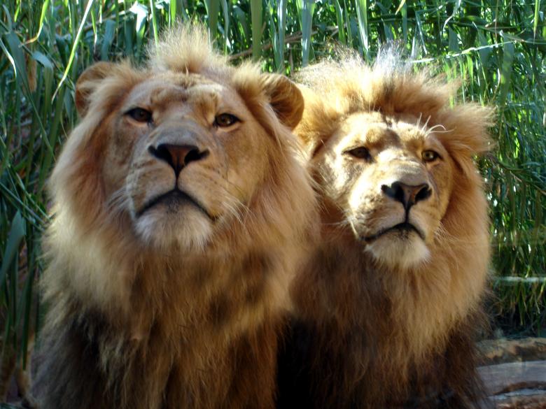 Free stock image of LION created by Osama Hasan Khan