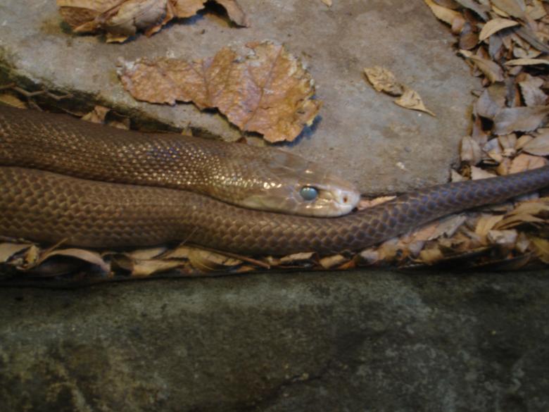 Free stock image of Snake created by Osama Hasan Khan