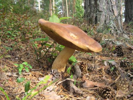 Mushrooms - Free Stock Photo
