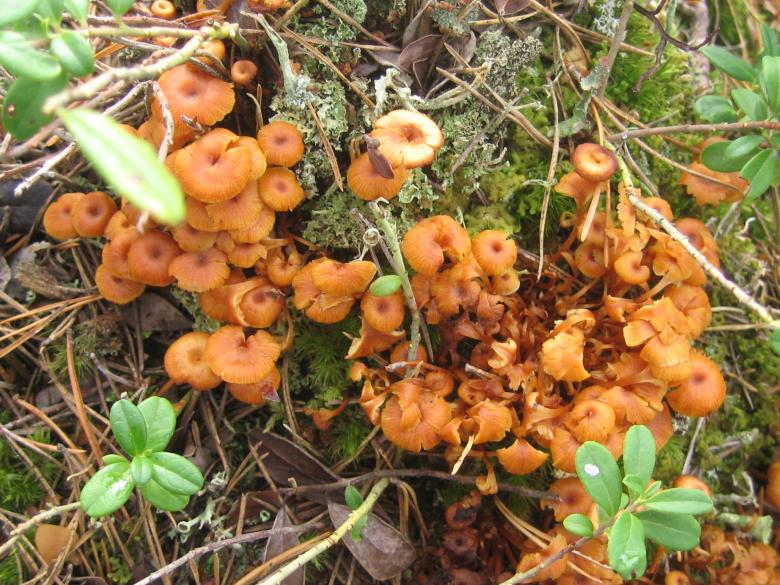 Free stock image of Mushrooms created by Bent Arvesen