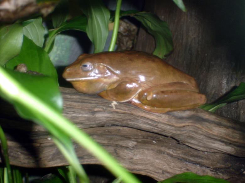 Free stock image of Frog created by Osama Hasan Khan