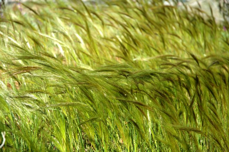 Free stock image of Grass created by jon liu