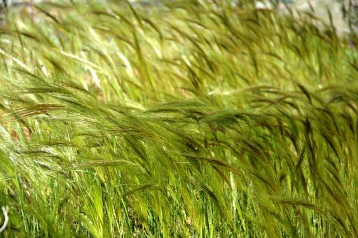 Grass - Free Stock Photo