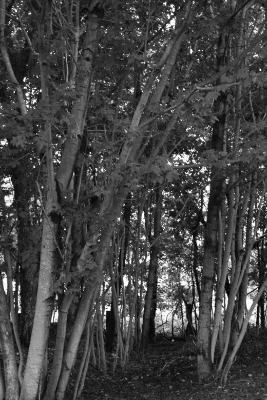 Free stock image of Trees created by jon liu