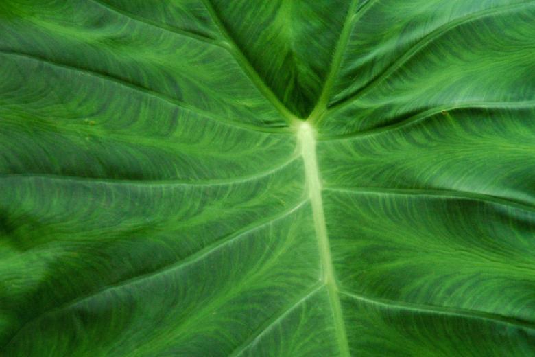 Free stock image of Leaf heart created by jon liu