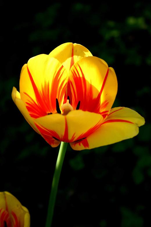 Free stock image of Morning Tulip created by sarah perkins
