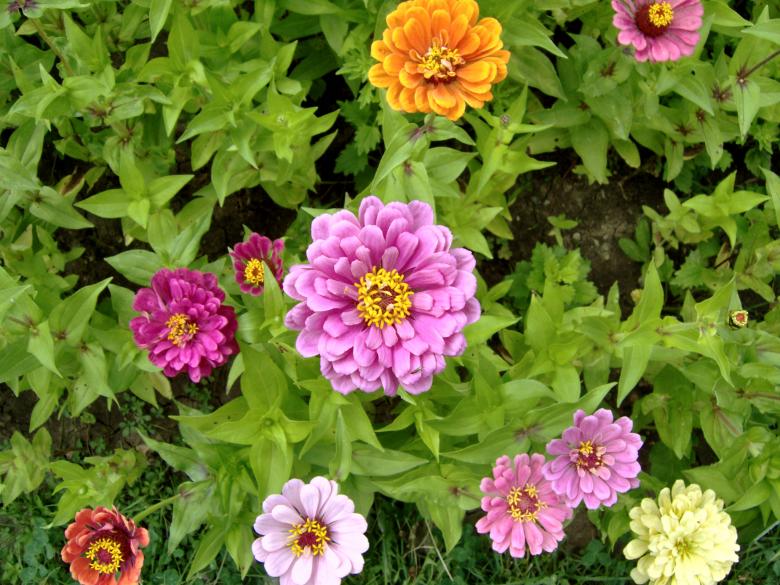 Free stock image of Zinnia Elegans created by alexandra