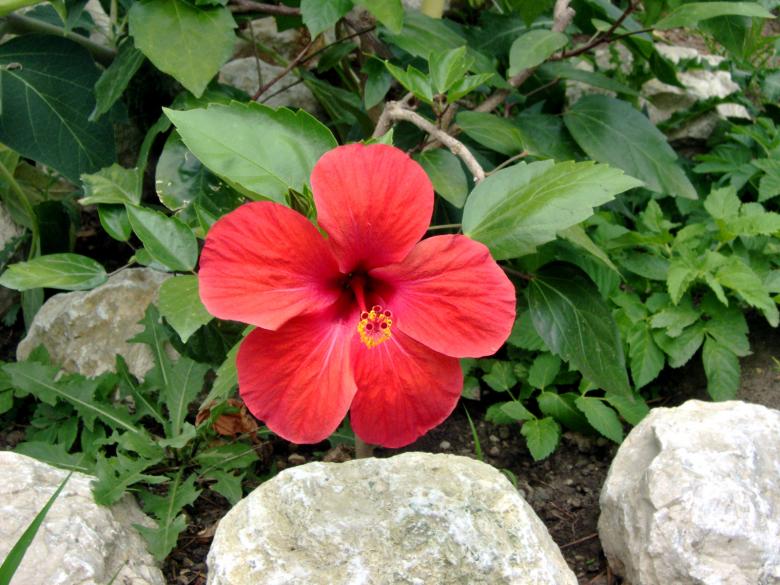 Free stock image of Chinese Rose created by alexandra