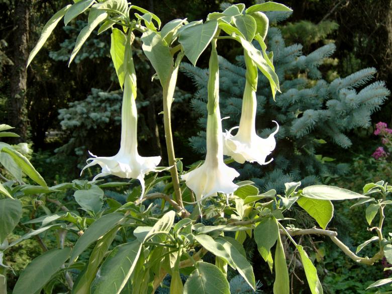 Free stock image of 3 Bells created by alexandra