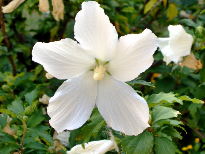 Free stock image of White Flower created by alexandra