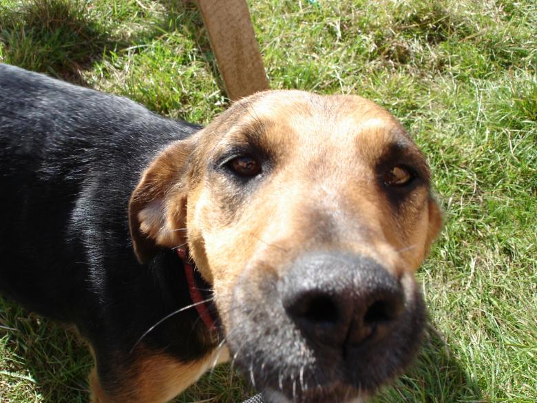 Free stock image of Dog created by eddi