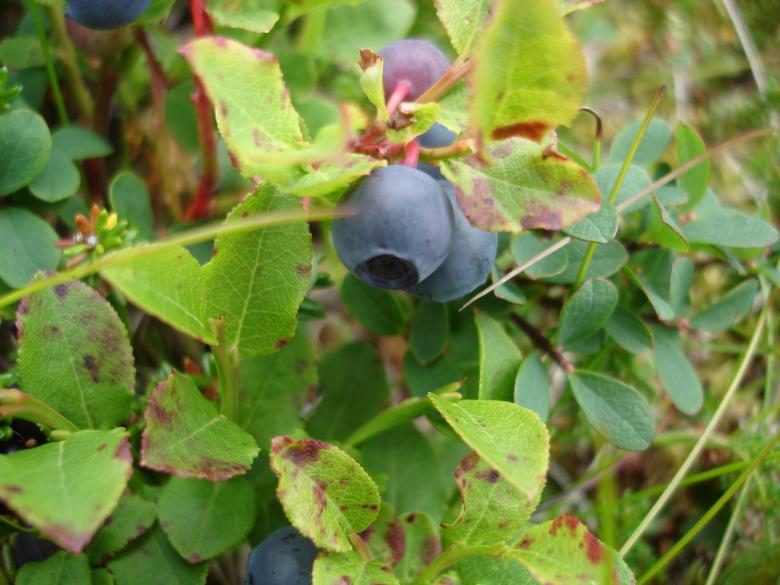 Free stock image of Little blueberry created by eddi