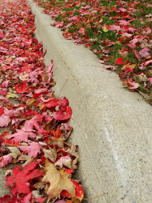 Free stock image of Leaves On A Curb created by Heather Elaine Kitchen