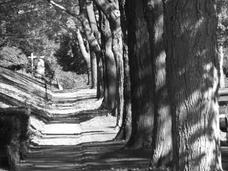 Free Stock Photo of Trees black and white