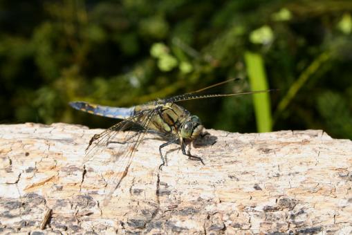 Free Stock Photo of Dragon-Fly