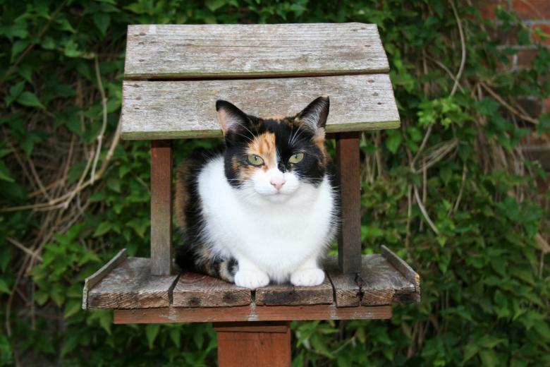 Free stock image of Cat in Birdhouse created by joe turner