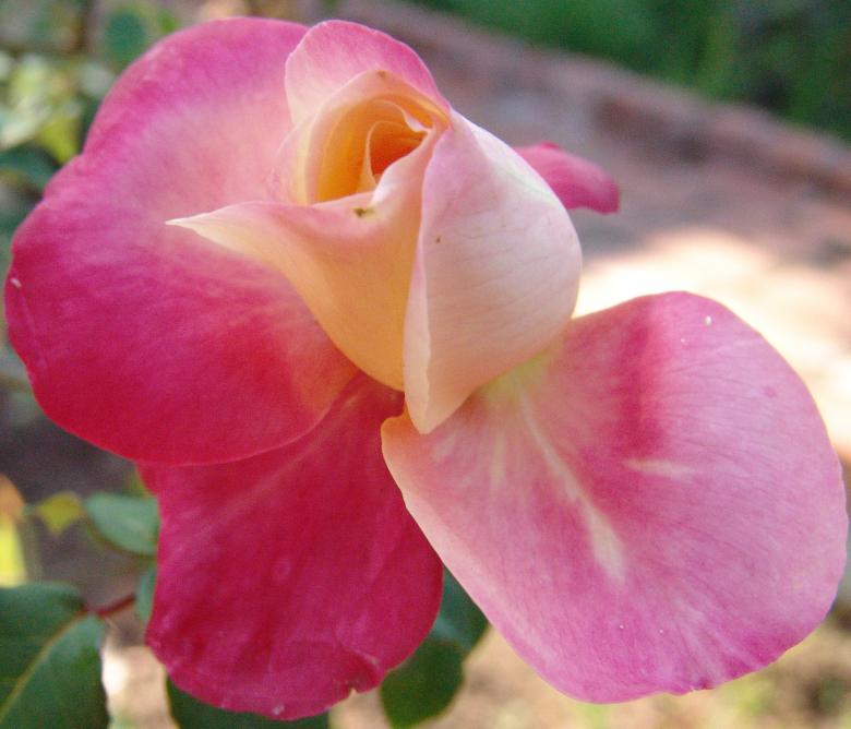 Free stock image of Fall Flower created by kimberley m. smith