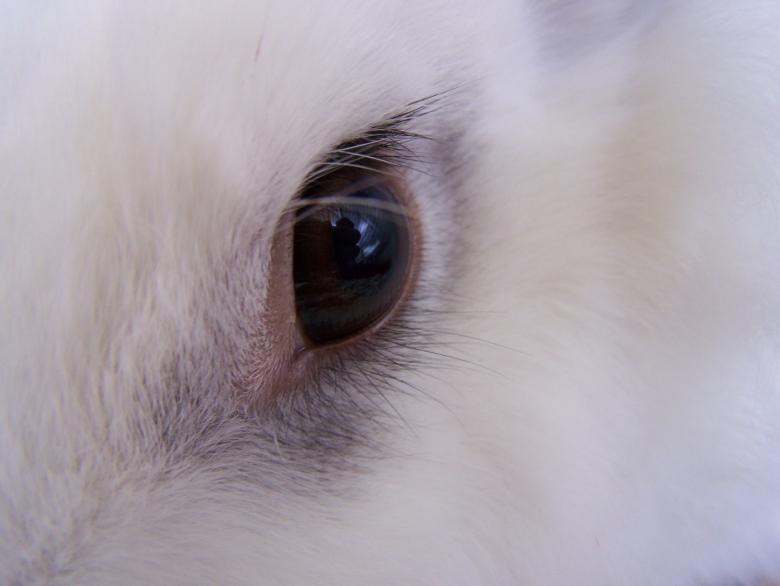 Free stock image of Bunny eye created by headshrinker