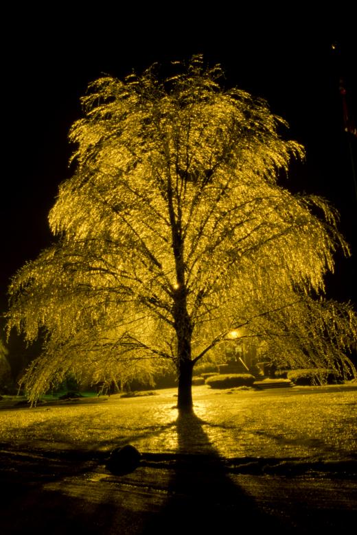 Free stock image of Ice Tree created by tim dailey