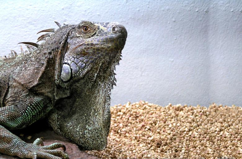 Free stock image of Iguana created by felipe