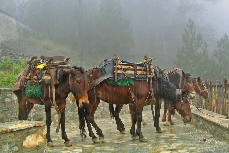 Free stock image of Tired Horses created by korneliya georgieva