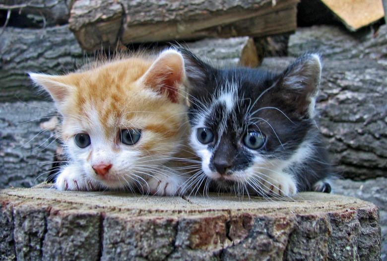 Free stock image of Curiosity created by korneliya georgieva