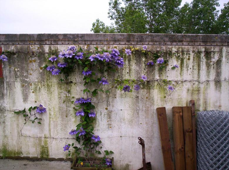 Free stock image of Clematis Multi Blue created by Peter Alexander Robb