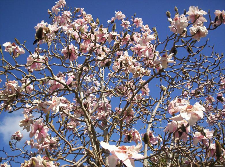 Free stock image of Magnolia lehuge created by Peter Alexander Robb