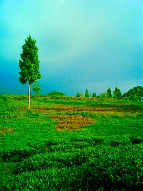Free stock image of One Tree Hill created by Budi Purwito