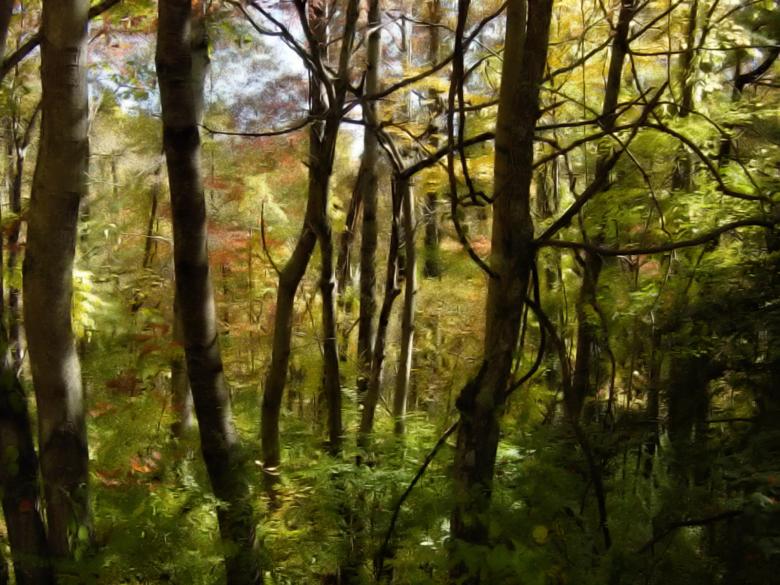 Free stock image of The Woods created by dillon hinson